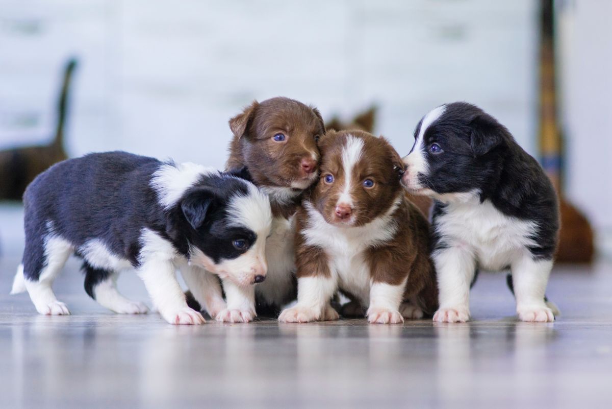Choosing Safe Collars for Growing Puppies